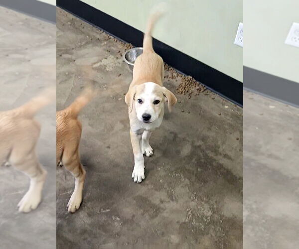 Medium Photo #3 Labrador Retriever-Unknown Mix Puppy For Sale in Evansville, IN, USA