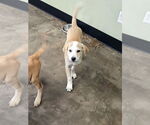 Small #2 Labrador Retriever Mix