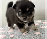 Small #10 Pomsky-Shiba Inu Mix