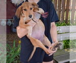 Small #2 Coonhound Mix