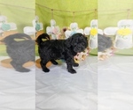 Small #3 Bernedoodle (Miniature)