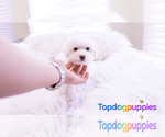 Small Photo #4 Maltipoo Puppy For Sale in FULLERTON, CA, USA