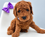 Image preview for Ad Listing. Nickname: Penny