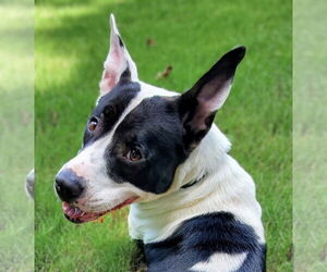 American Bulldog-Unknown Mix Dogs for adoption in Maryville, TN, USA