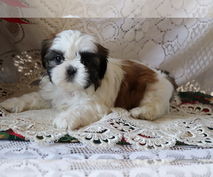 Medium Shih Tzu