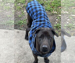 Medium Chinese Shar-Pei-Labrador Retriever Mix