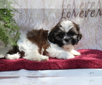 Small Photo #3 Shih Tzu Puppy For Sale in SHILOH, OH, USA