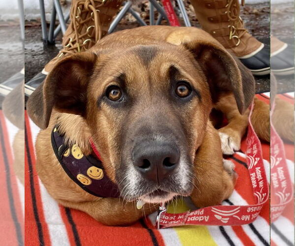 Medium Photo #16 Mutt Puppy For Sale in Canton, CT, USA