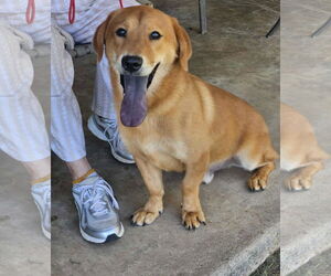 Basset Retriever Dogs for adoption in Wakefield, RI, USA