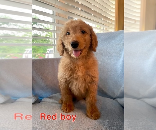 Medium Photo #1 Goldendoodle Puppy For Sale in MUSTANG, OK, USA