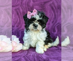 Shih Tzu Puppy for sale in KIRKWOOD, PA, USA