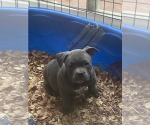 Medium American Bully