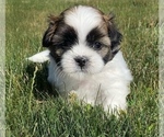 Small Photo #1 Shih Tzu Puppy For Sale in NILES, MI, USA