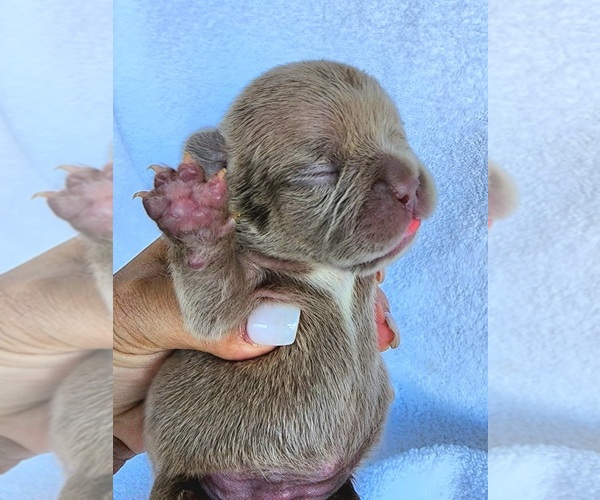 Medium Photo #3 French Bulldog Puppy For Sale in LAS VEGAS, NV, USA