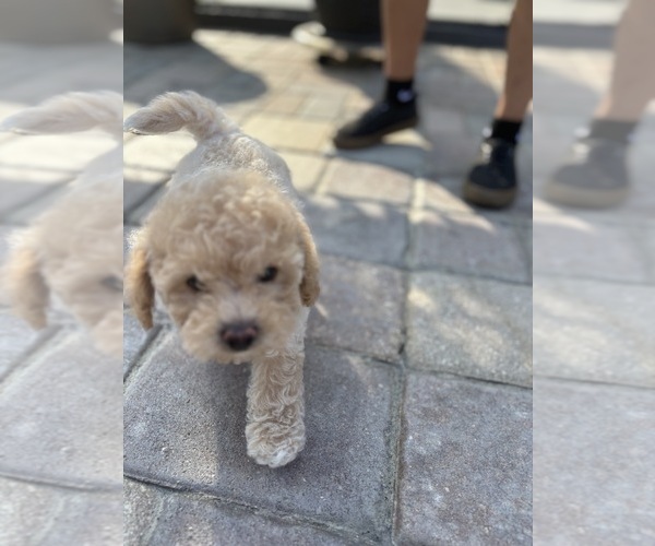 Medium Photo #31 Bichpoo Puppy For Sale in NORTH PORT, FL, USA