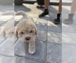 Small Photo #31 Bichpoo Puppy For Sale in NORTH PORT, FL, USA