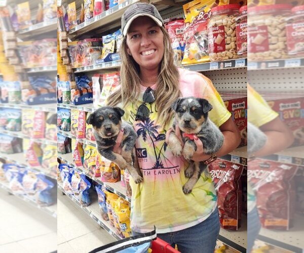 Medium Photo #6 Australian Cattle Dog Puppy For Sale in JASONVILLE, IN, USA