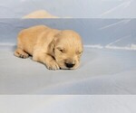 Small #2 Golden Retriever