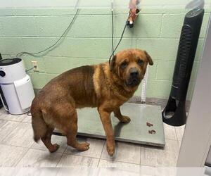 Chow Chow-Unknown Mix Dogs for adoption in Grand Prairie, TX, USA