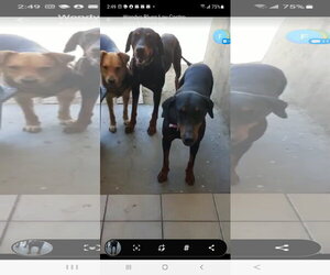 Beta - Female Doberman Pinscher-Unknown Mix Dog for Adoption - Photo #12