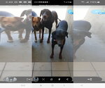 Small Photo #12 Doberman Pinscher-Unknown Mix Puppy For Sale in Escondido, CA, USA