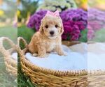 Litter of 3 - Female Havanese-Maltipoo (Miniature) MixLitter of Puppies for Sale - Photo #3