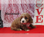 Small Photo #1 Cavapoo Puppy For Sale in CHANUTE, KS, USA