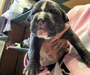 American Bully Puppy for sale in LANSFORD, PA, USA