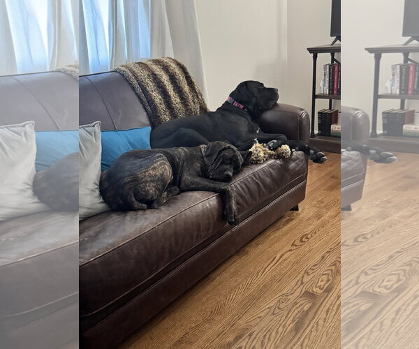 Medium Photo #12 Mutt Puppy For Sale in Goodyear, AZ, USA