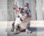 Small Photo #9 French Bulldog Puppy For Sale in LOS ANGELES, CA, USA
