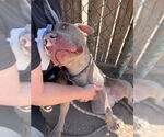 Small #2 American Staffordshire Terrier