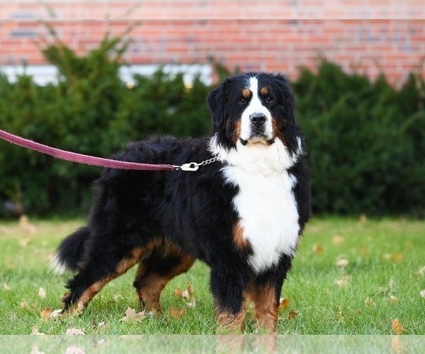 Medium Photo #1 Bernese Mountain Dog Puppy For Sale in OTTUMWA, IA, USA