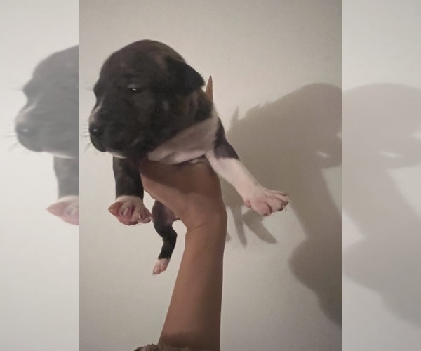 Medium Photo #1 American Pit Bull Terrier Puppy For Sale in GERMANTOWN, MD, USA