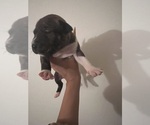 Small Photo #1 American Pit Bull Terrier Puppy For Sale in GERMANTOWN, MD, USA