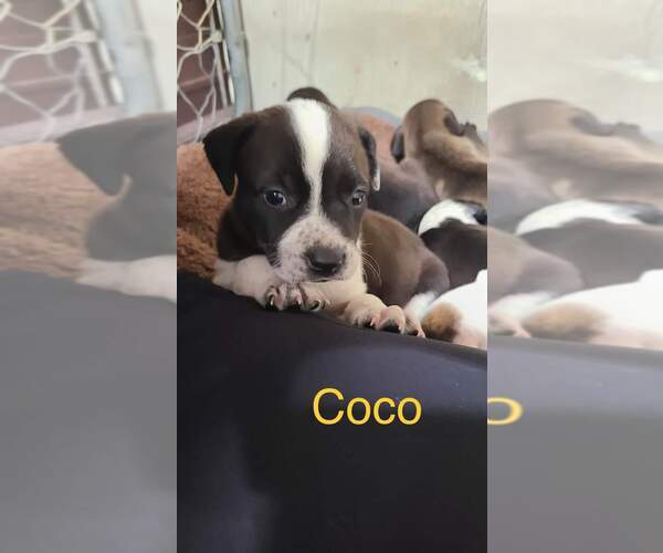 Medium Photo #11 Labrador Retriever-Red Heeler Mix Puppy For Sale in Stover, MO, USA