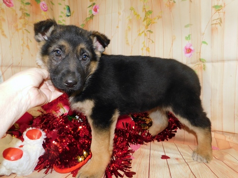 Medium Photo #7 German Shepherd Dog Puppy For Sale in HAMMOND, IN, USA