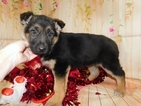 Small Photo #7 German Shepherd Dog Puppy For Sale in HAMMOND, IN, USA
