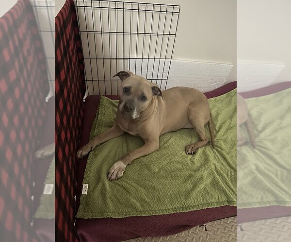 Medium Photo #8 Akita-American Pit Bull Terrier Mix Puppy For Sale in W Hollywood, CA, USA
