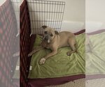Small #7 Akita-American Pit Bull Terrier Mix
