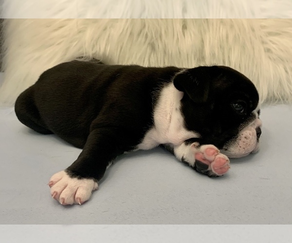 Medium Photo #13 Bulldog Puppy For Sale in JACKSONVILLE, FL, USA