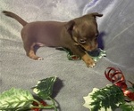 Puppy Puppy 4 Chihuahua