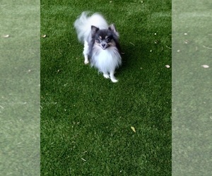 Pomeranian Puppy for sale in BEVERLY HILLS, CA, USA