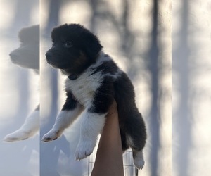 Australian Shepherd Puppy for sale in TYLER, TX, USA