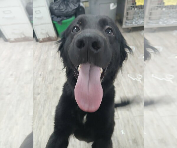 Medium Photo #7 Mutt Puppy For Sale in Murfreesboro, NC, USA