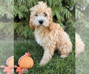 Cavapoo Puppy for Sale in MIDDLEBURY, Indiana USA