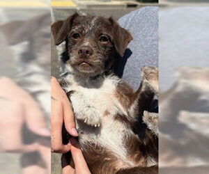 Mutt Dogs for adoption in Lodi, CA, USA