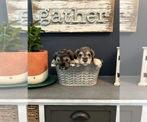 Schnauzer (Miniature) Puppy for sale in COVINGTON, OH, USA