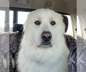 Great Pyrenees Dogs for adoption in Vail, AZ, USA