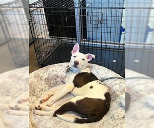American Staffordshire Terrier-Unknown Mix Dogs for adoption in Waco, TX, USA