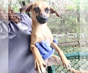 Rat-Cha Dogs for adoption in Houston, TX, USA